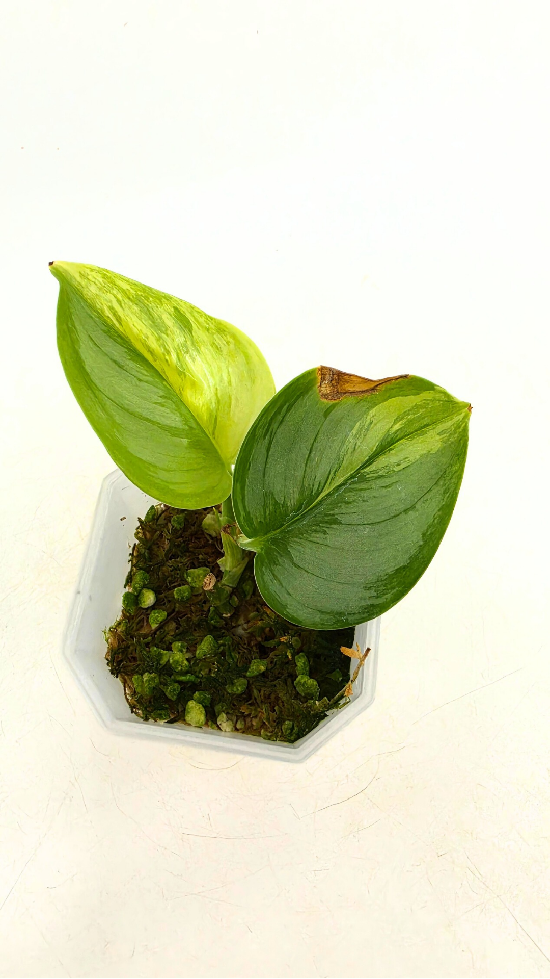 Rare houseplant Scindapsus Treubii Moonlight Aurea Variegated (Rubicon) available at rare indoor plant shop The Leaf Gallery in Perth, Western Australia