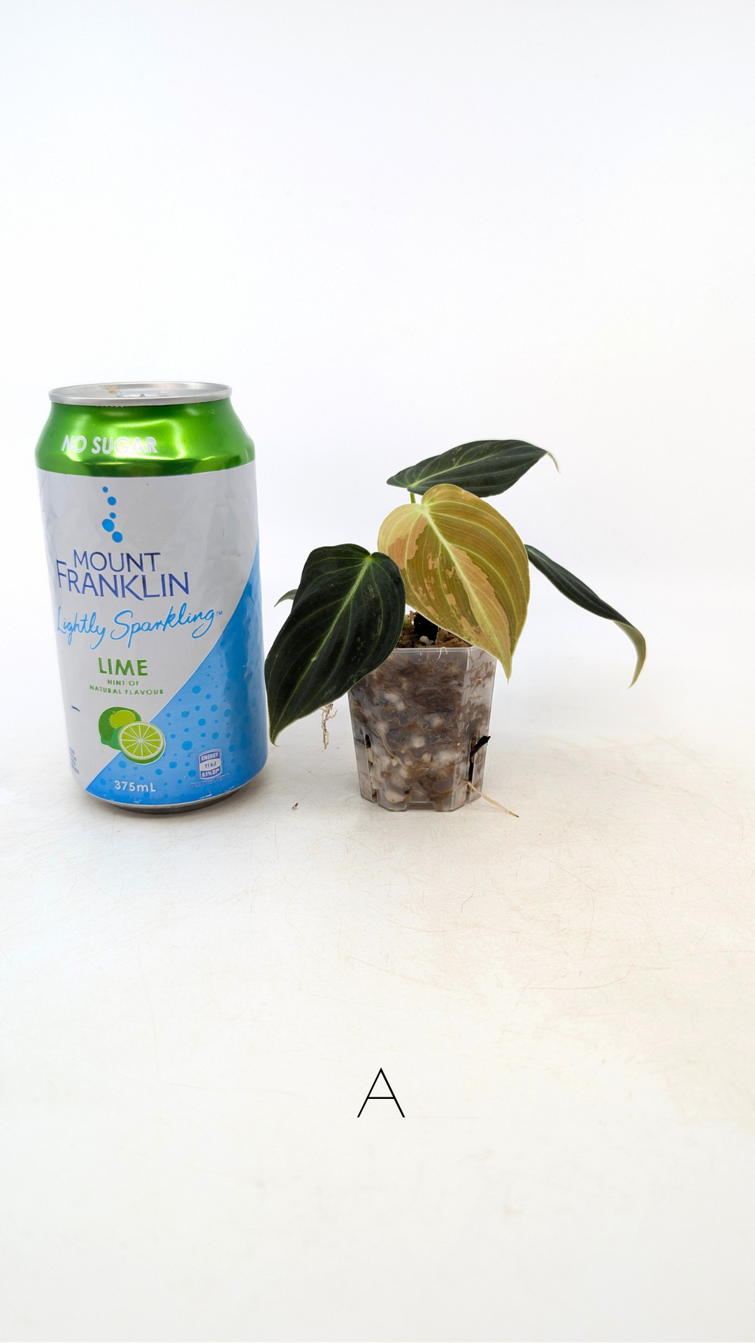 Rare plant Philodendron Melanochrysum Varigated available for sale at rare plant shop The Leaf Gallery in Perth, Western Australia