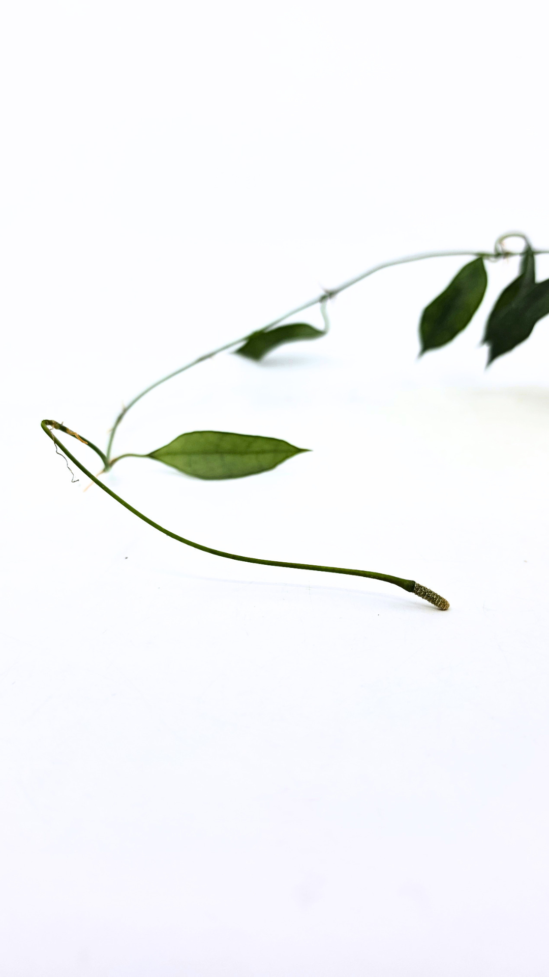 Rare waxplant Hoya Giant available for sale at rare plant shop The Leaf Gallery in Perth, Western Australia