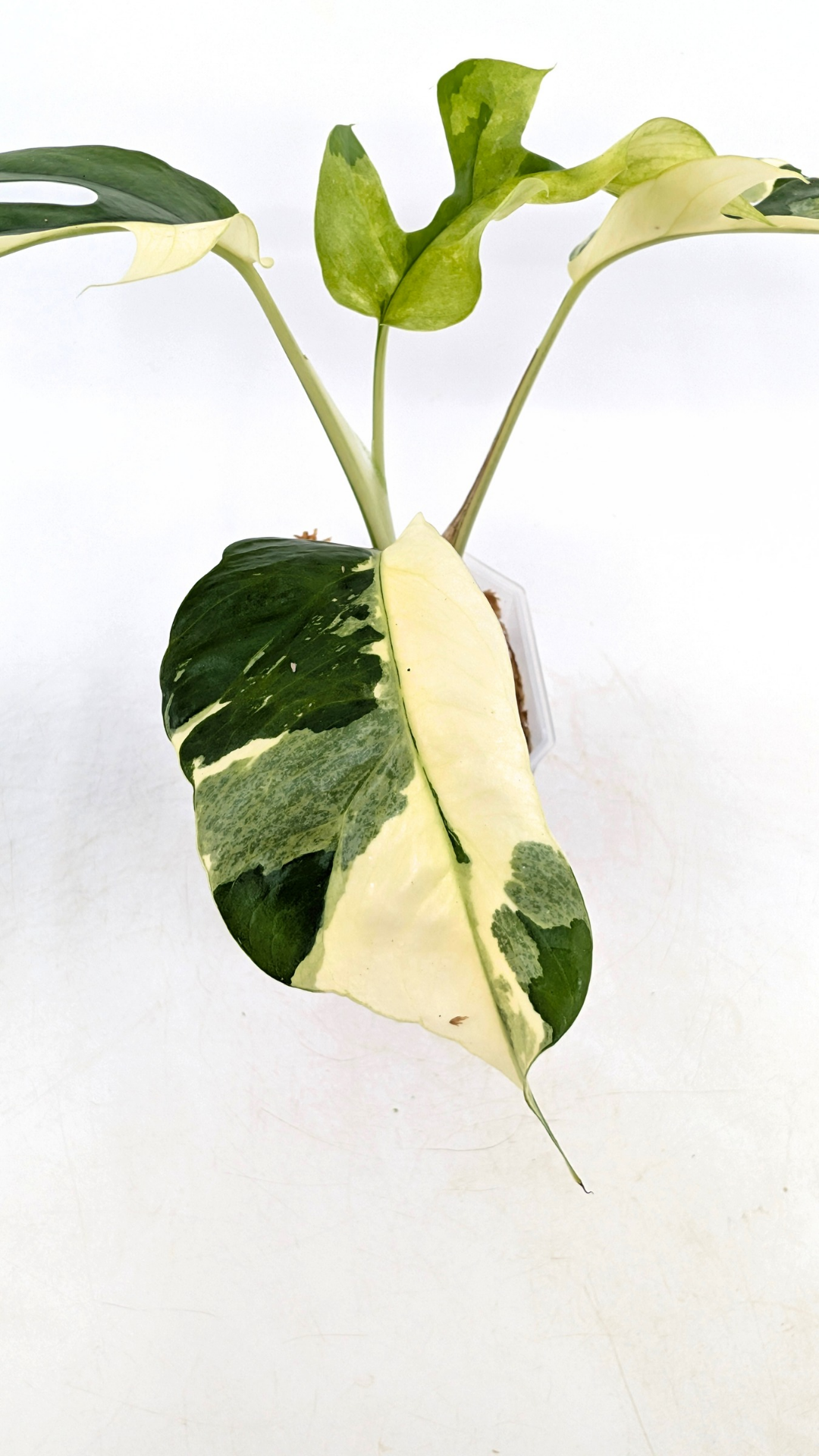 Rare house plant Raphidophora Tetrasperma Albo available for sale at rare indoor plant shop The Leaf Gallery in Perth, Western Australia