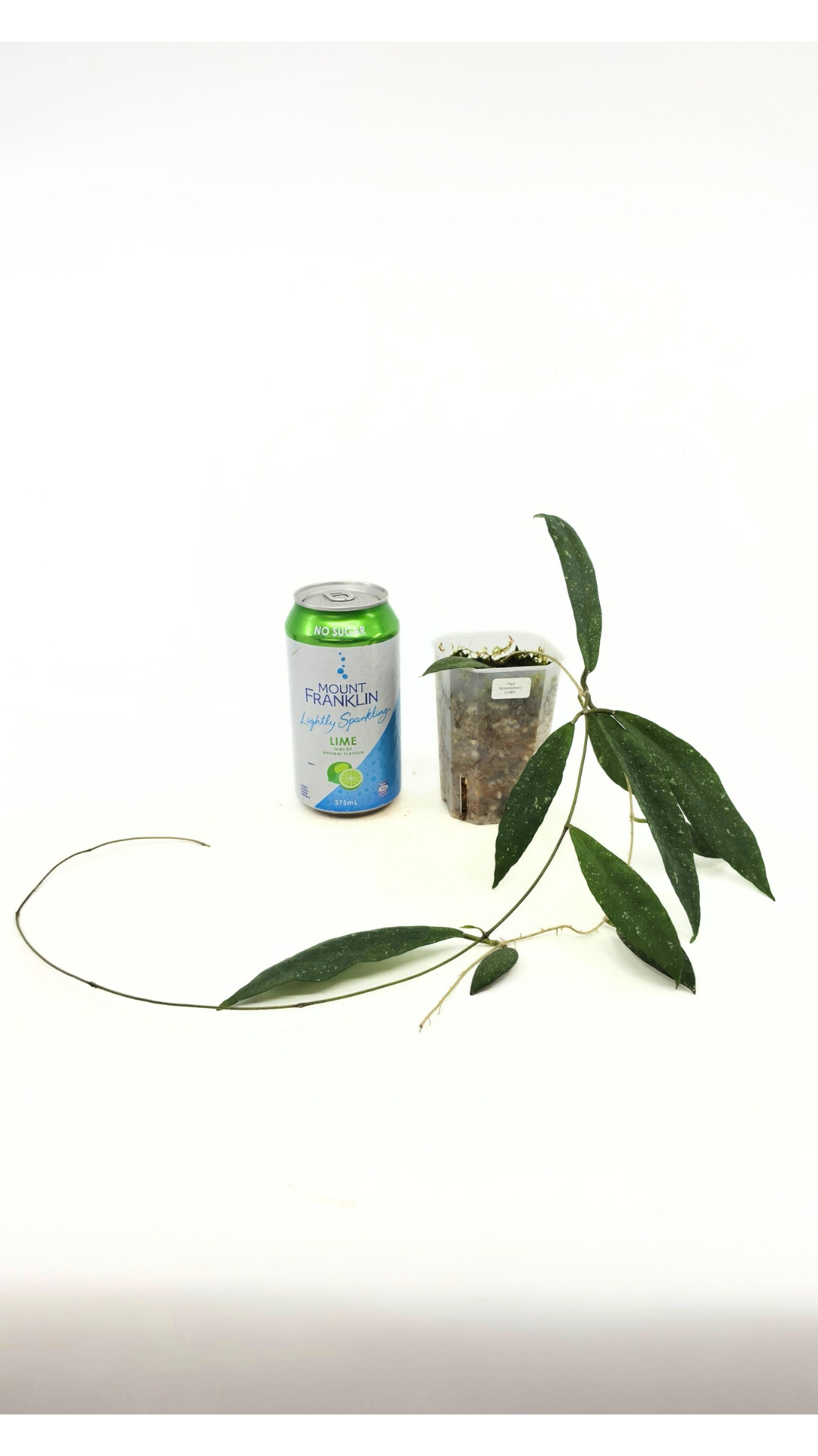 Rare waxplant Hoya Schortechinii UT001 available for sale at rare indoor plant shop The Leaf Gallery in Perth, Western Australia.