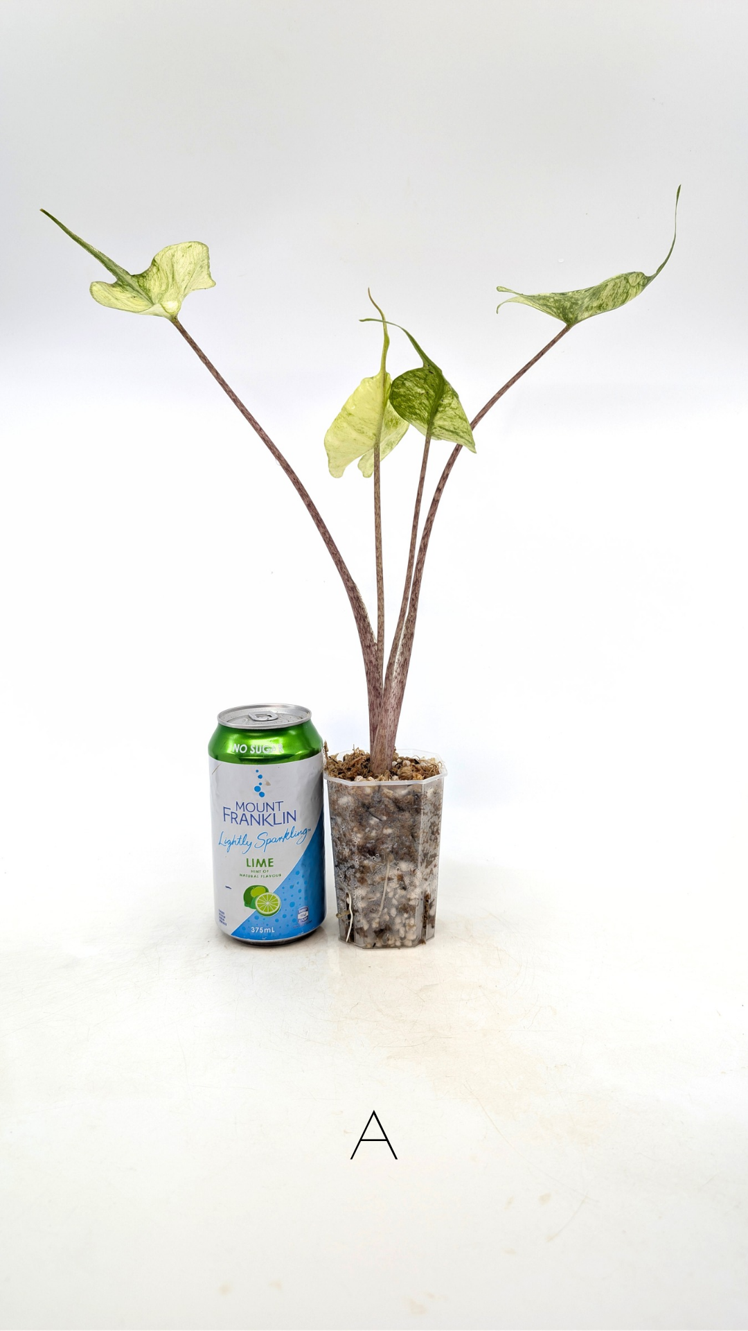 Rare indoor plannt Alocasia Stingray Mint Variegated available for sale at rare house plant shop The Leaf Gallery in Perth, Western Australia.