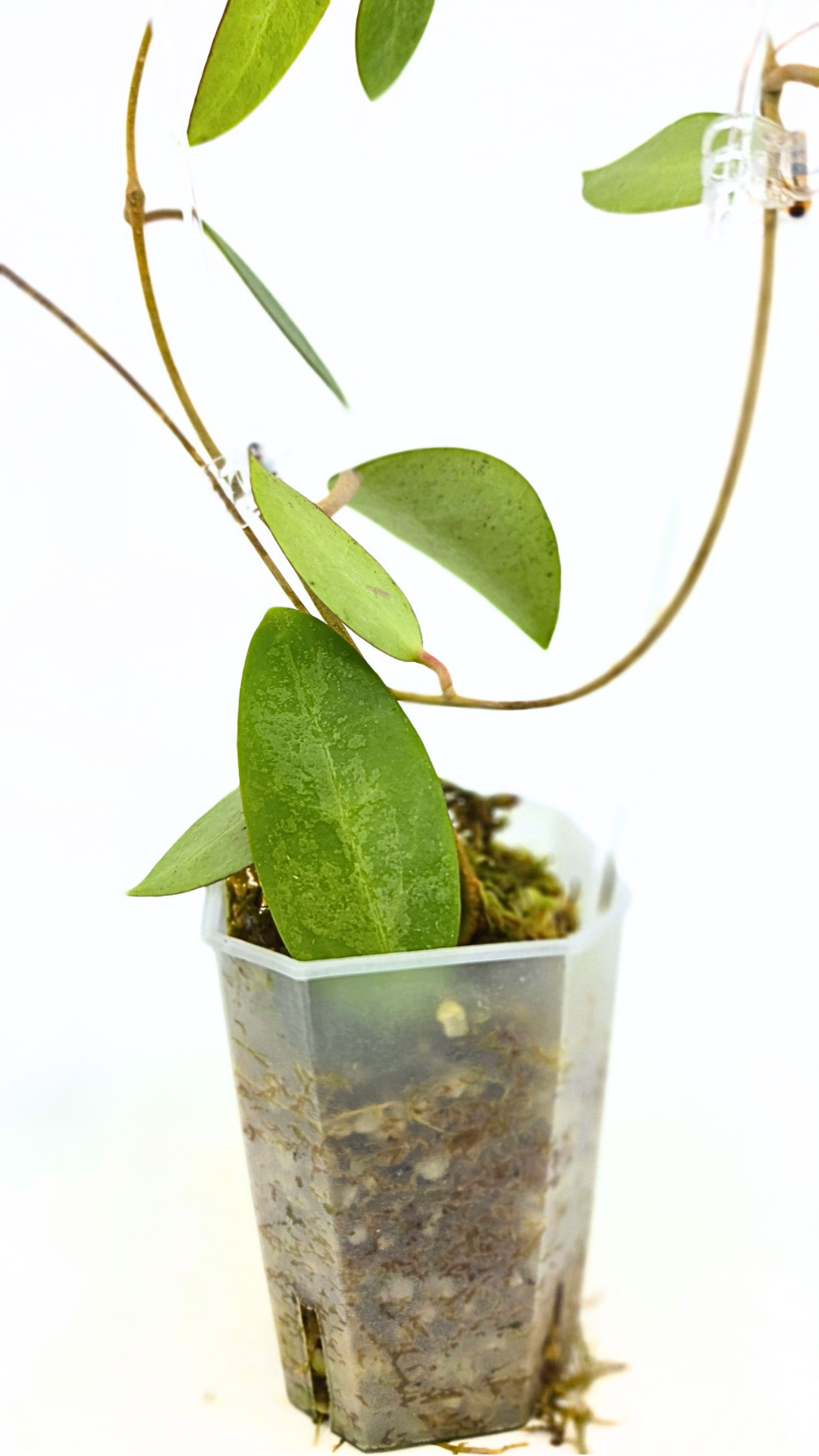Rare waxplant Hoya Rime Splash available for sale at rare indoor plant shop The Leaf Gallery in Perth, Western Australia
