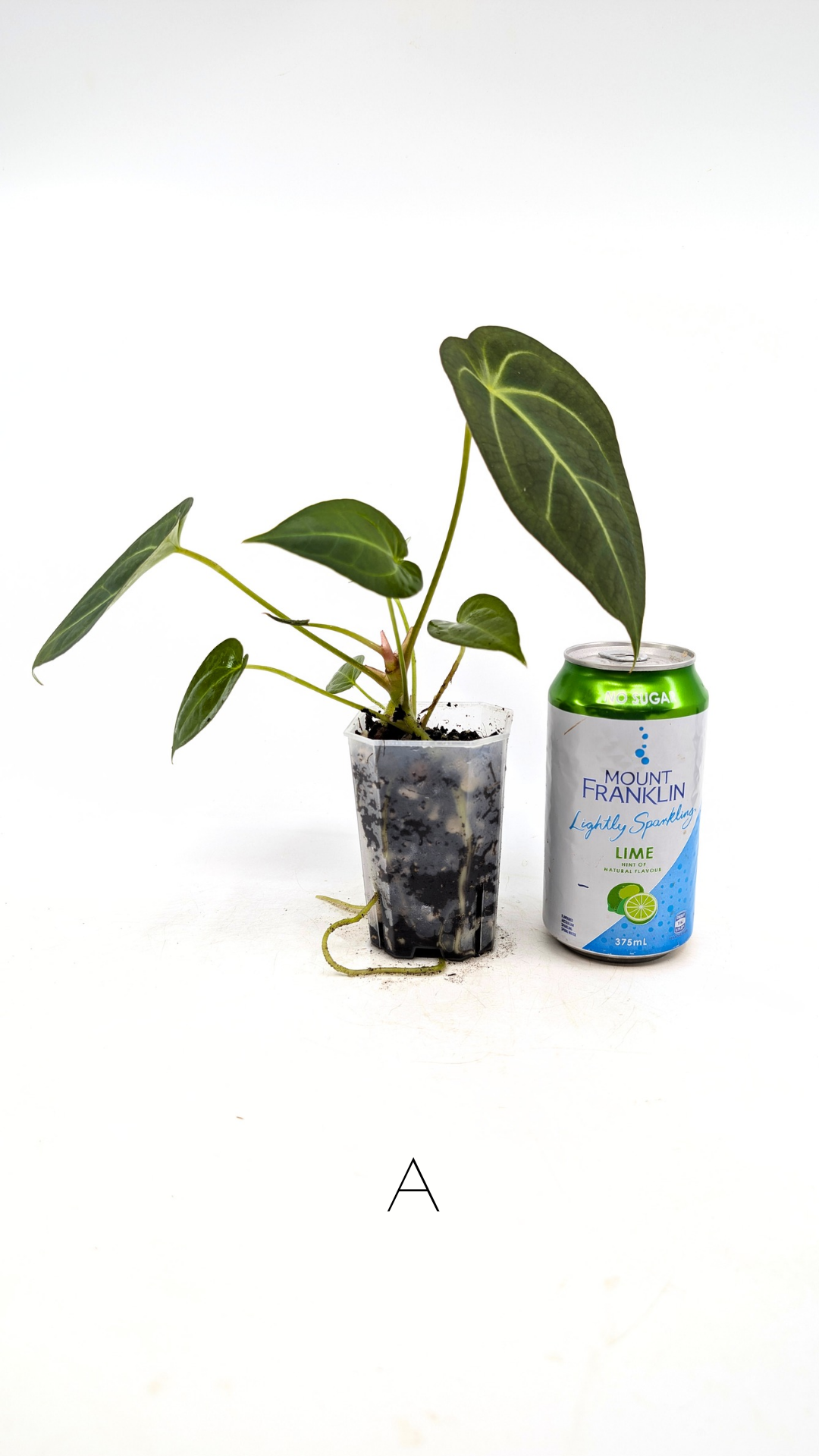 Rare anthurium hybrid Dark Forgetii X Bessae Aff available for sale at rare houseplant shop The Leaf Gallery in Perth, Western Australia