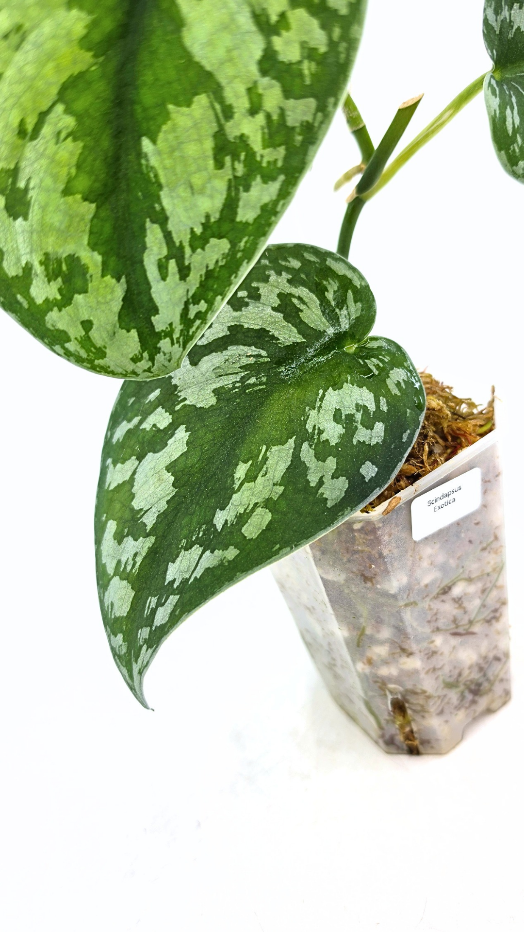 Uncommon indoor plant scindapsus Exotica available for sale at rare plant shop The Leaf Gallery in Perth, Western Australia.