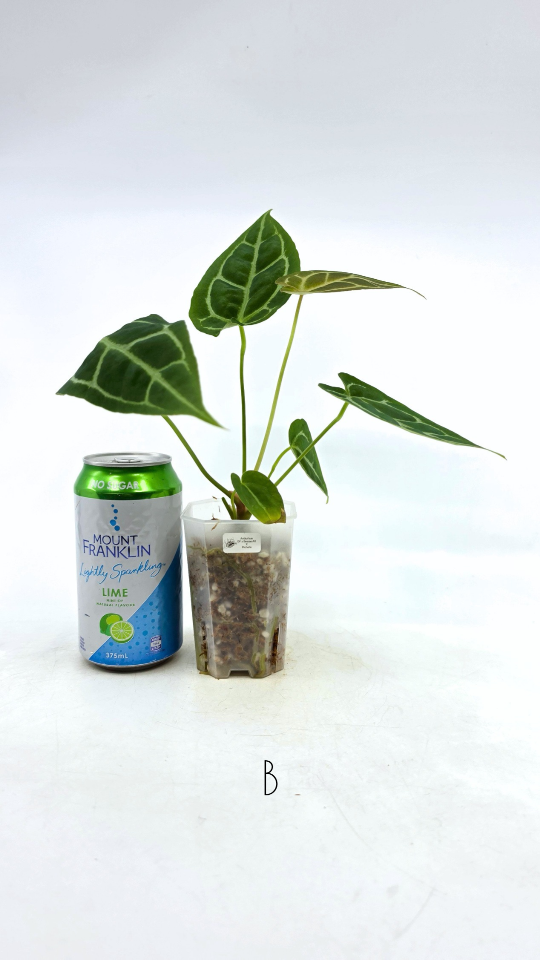 Rare anthurium hybrid Anthurium Dark Forgetii x Bessae Aff X Anthurium Michelle by The Leaf Gallery in Perth, Western Australia