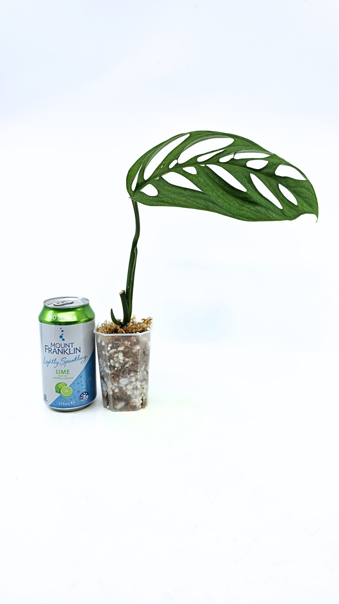 Rare indoor plant Monstera Esqueleto or Monstera Epipremnoides available for sale at rare plant shop The Leaf Gallery in Perth, Western Australia