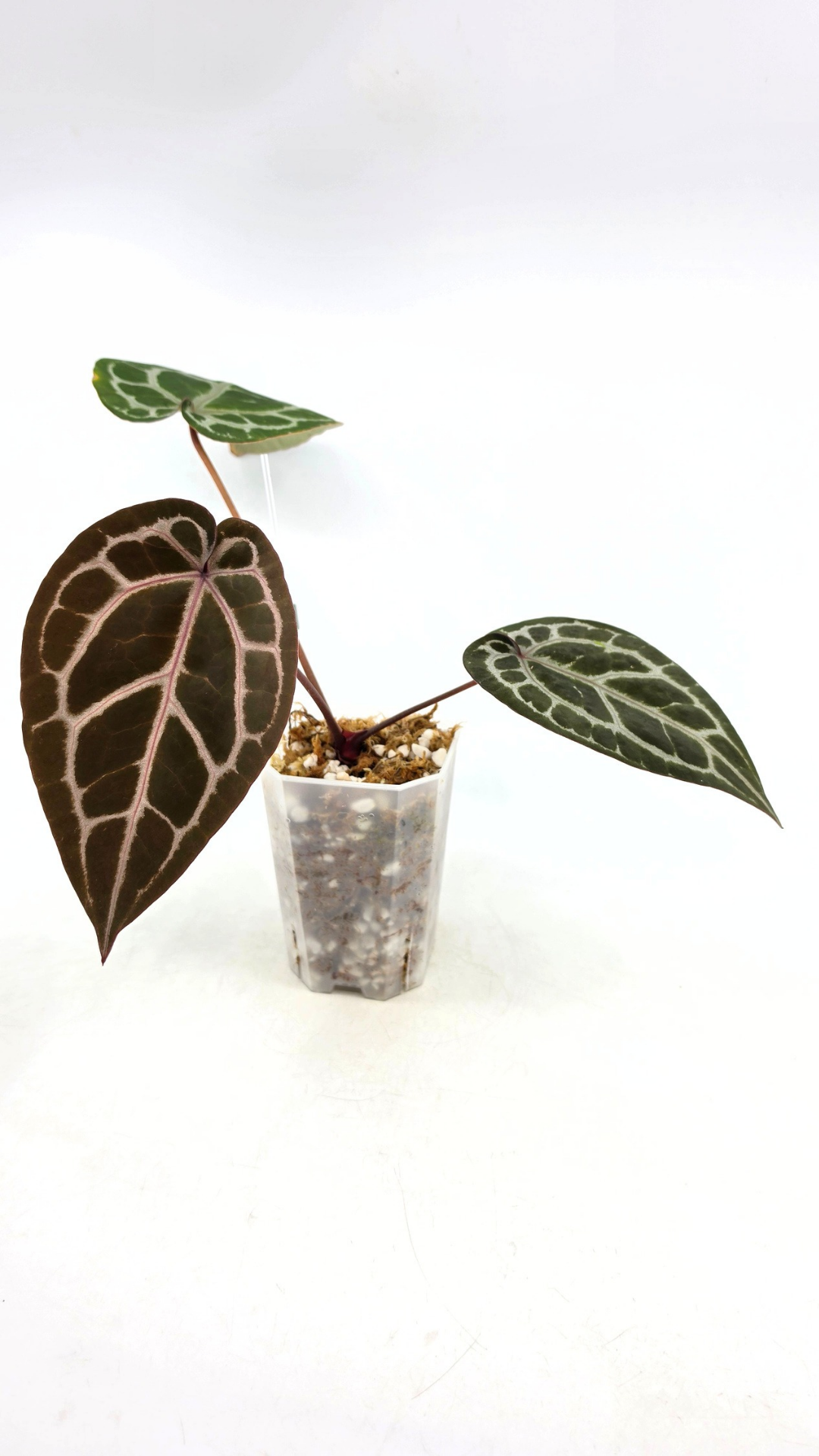 are indoor plant Anthurium Michelle by DocBlock avaiable for sale at rare house plant shop The Leaf Gallery in Perth, Western Australia