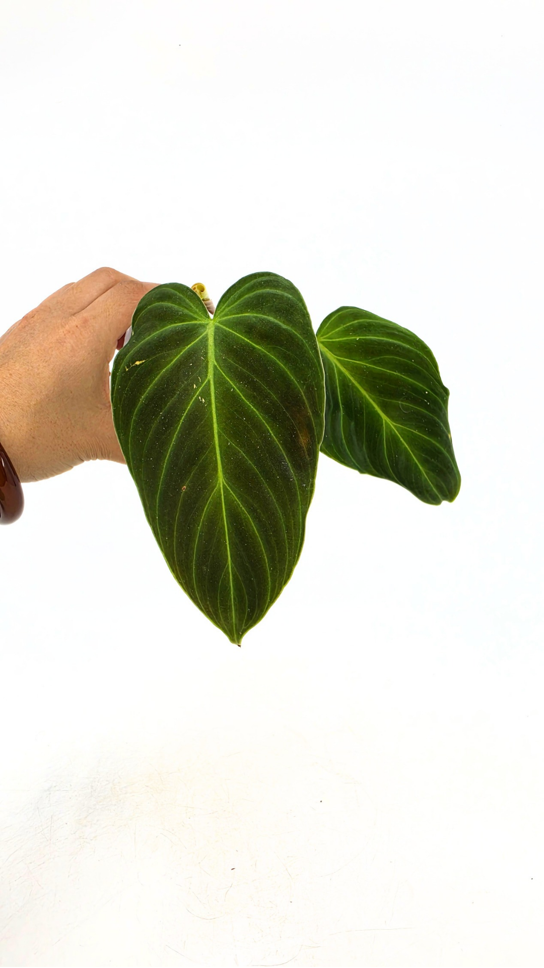 Uncommon indoor plant Philodendron Splendid available for sale at rare house plant shop The Leaf Gallery in Perth, Western Australia