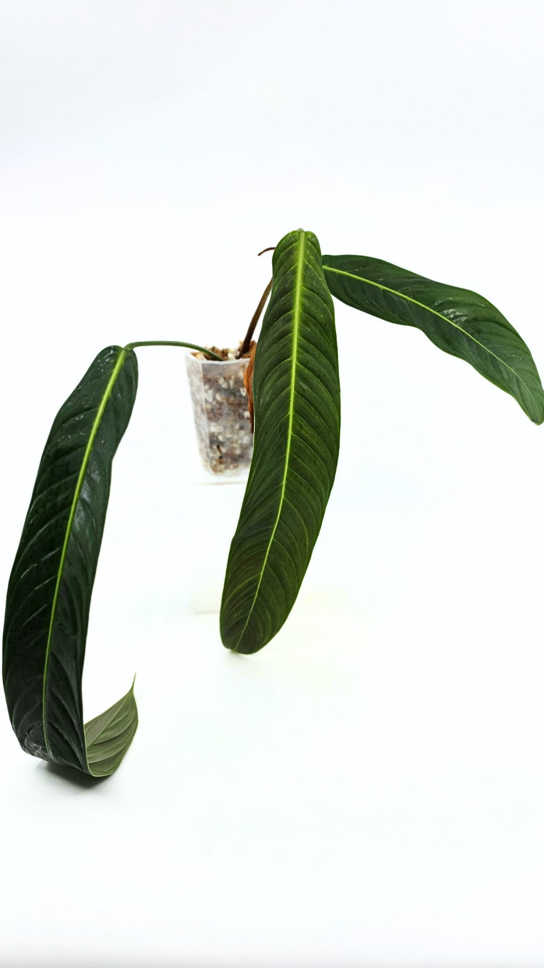 Rare Indoor Plant Philodendron Heterocraspedon for sale at rare plant shop The Leaf Gallery in Perth, Western Australia