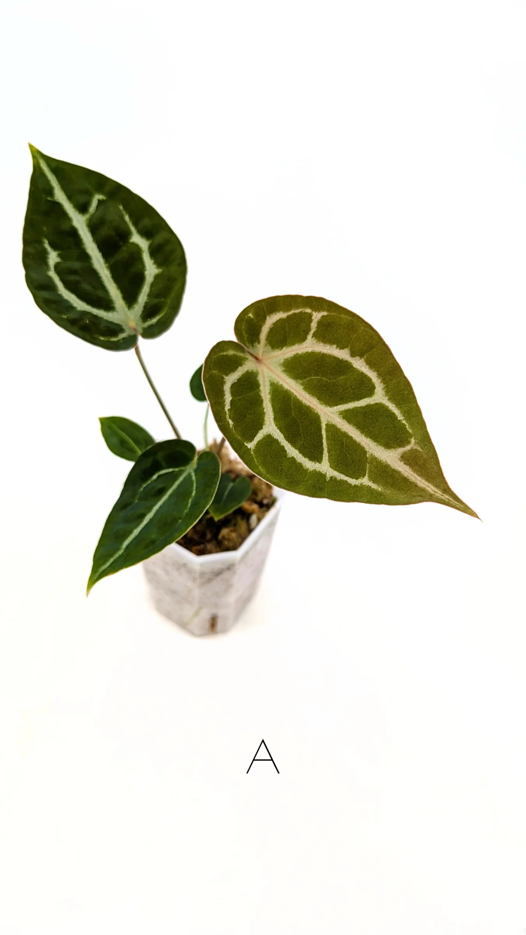 Rare anthurium hybrid Anthurium Dark Forgetii x Bessae Aff X Anthurium Michelle by The Leaf Gallery in Perth, Western Australia