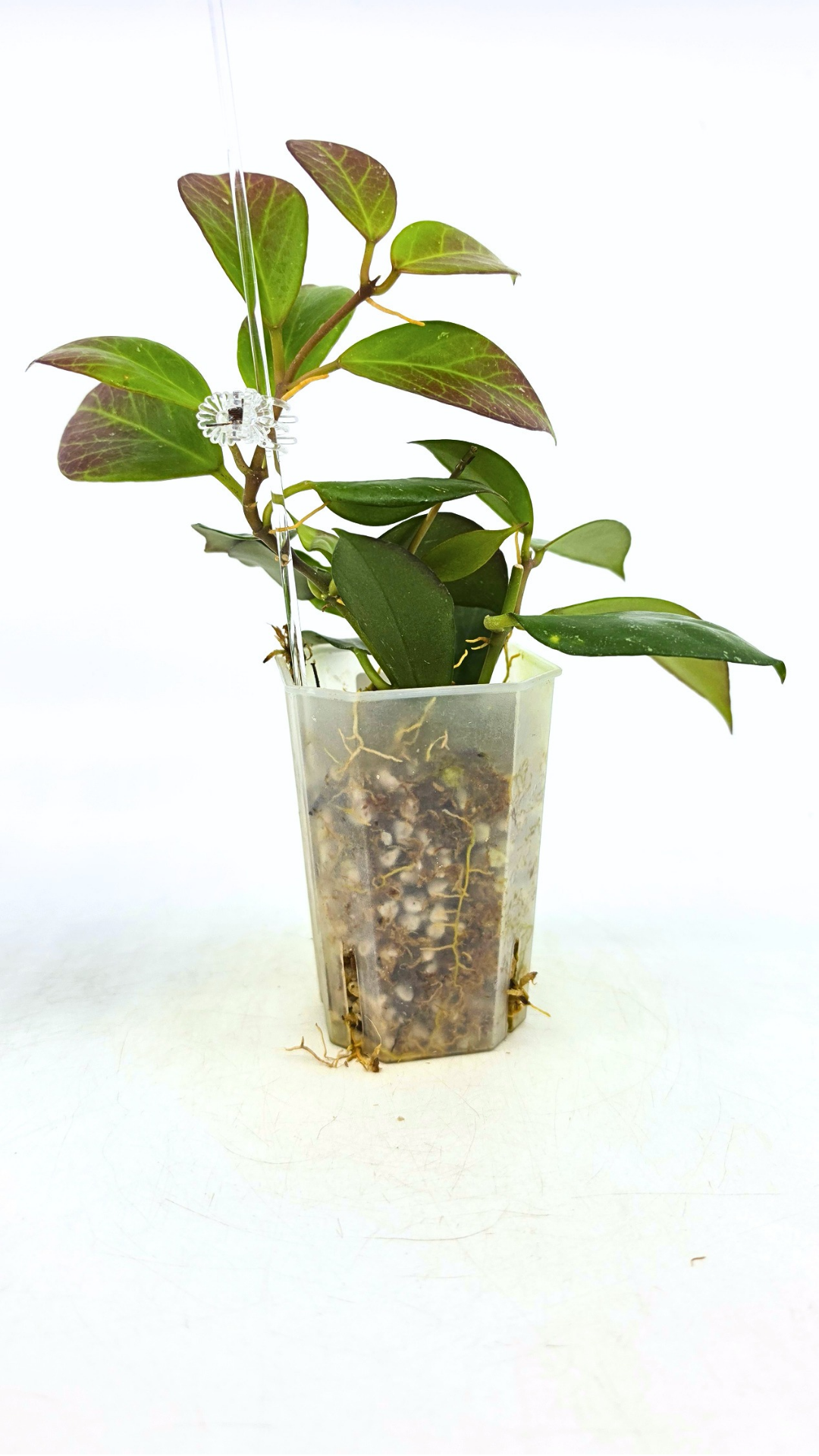 Rare waxplant Hoya Sunrise available at rare plant shop The Leaf Gallery in Perth Western Australia