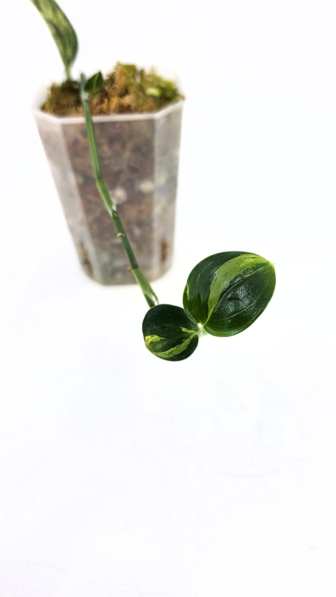 Rare indoor plant Scindapsus Treubii Dark Aurea Varigated available for sale at rare house plant shop The Leaf Gallery in Perth, Western Australia