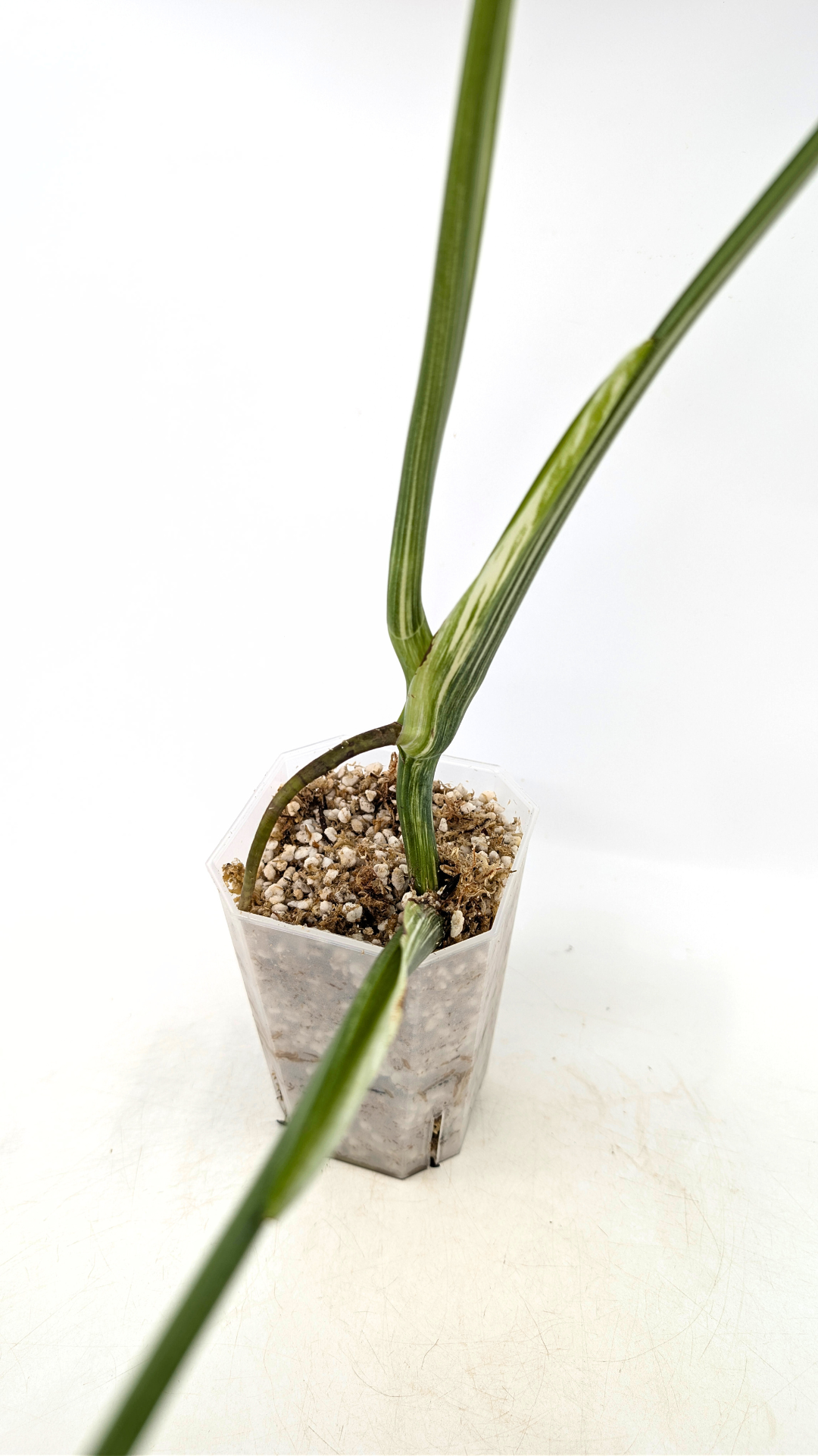 Rare indoor plant Monstera Albo Varigated available for sale at rare plant house plant shop The Leaf Gallery in Perth, Western Australia