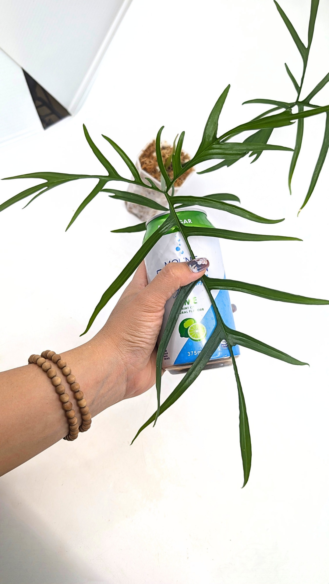 Rare indoor plant Philodendron Polypodioides available for sale at rare house plant shop The Leaf Gallery in Perth, Western Australia