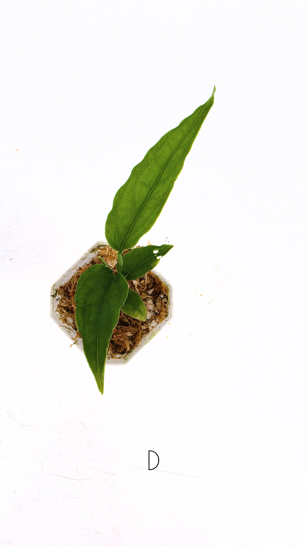 Rare indoor plant Monstera Obliqua Peru available for sale at rare house plant shop The Leaf Gallery in Perth, Western Australia