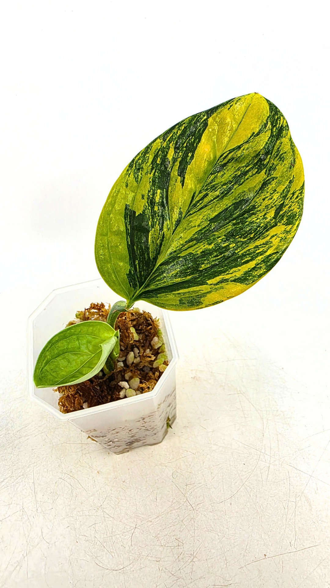 Rare indoor plant Monstera Peru Karstenianum Varigated at rare plant shop The Leaf Gallery in Perth, Western Australia