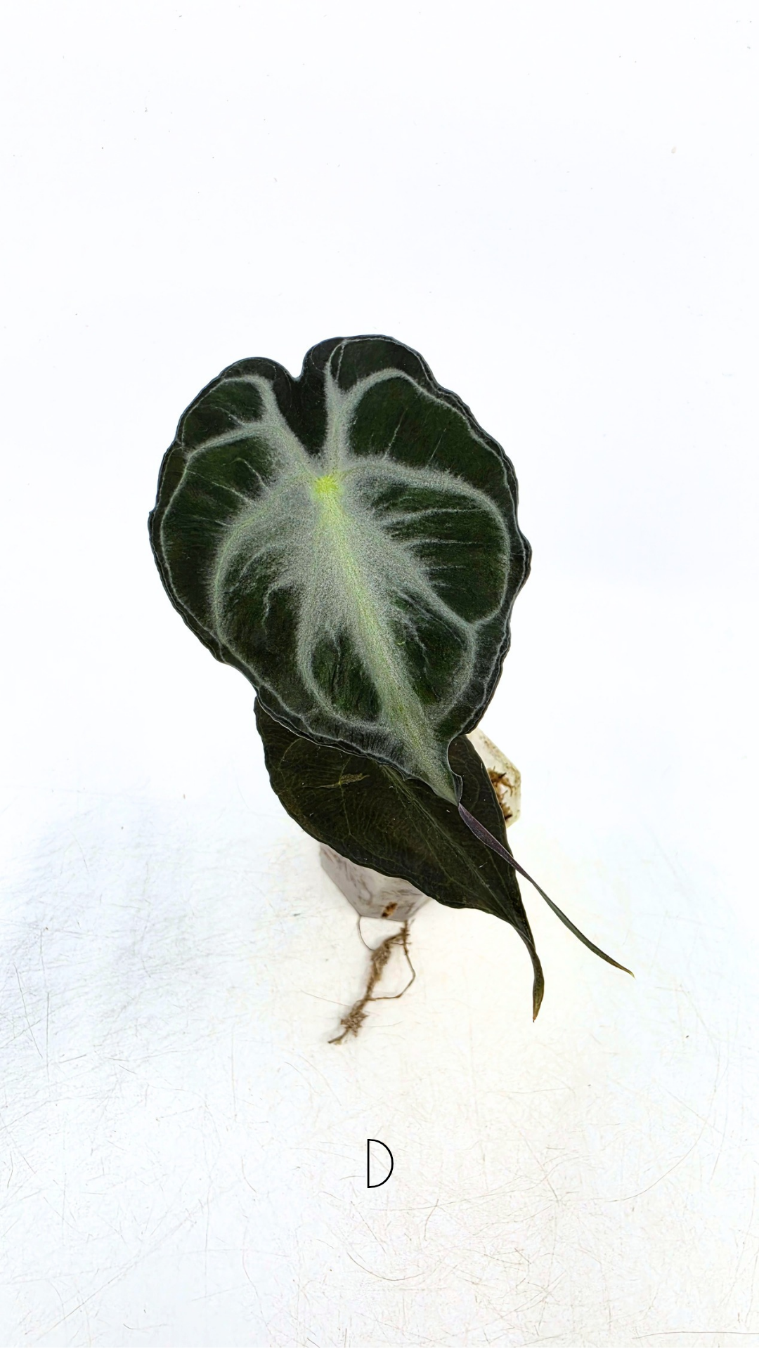 Rare indoor plant Alocasia Venom available for sale at rare house plant shop The Leaf Gallery in Perth, Western Australia