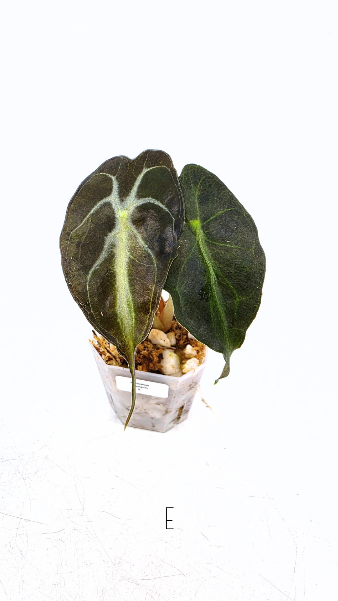 Rare indoor plant Alocasia Venom available for sale at rare house plant shop The Leaf Gallery in Perth, Western Australia.