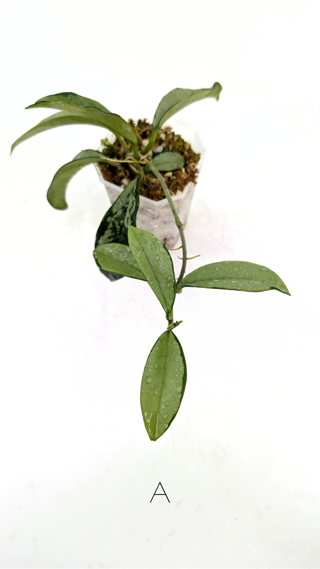 Rare Hoya AH074 available for sale at rare plant shop The Leaf Gallery in Perth, Western Australia