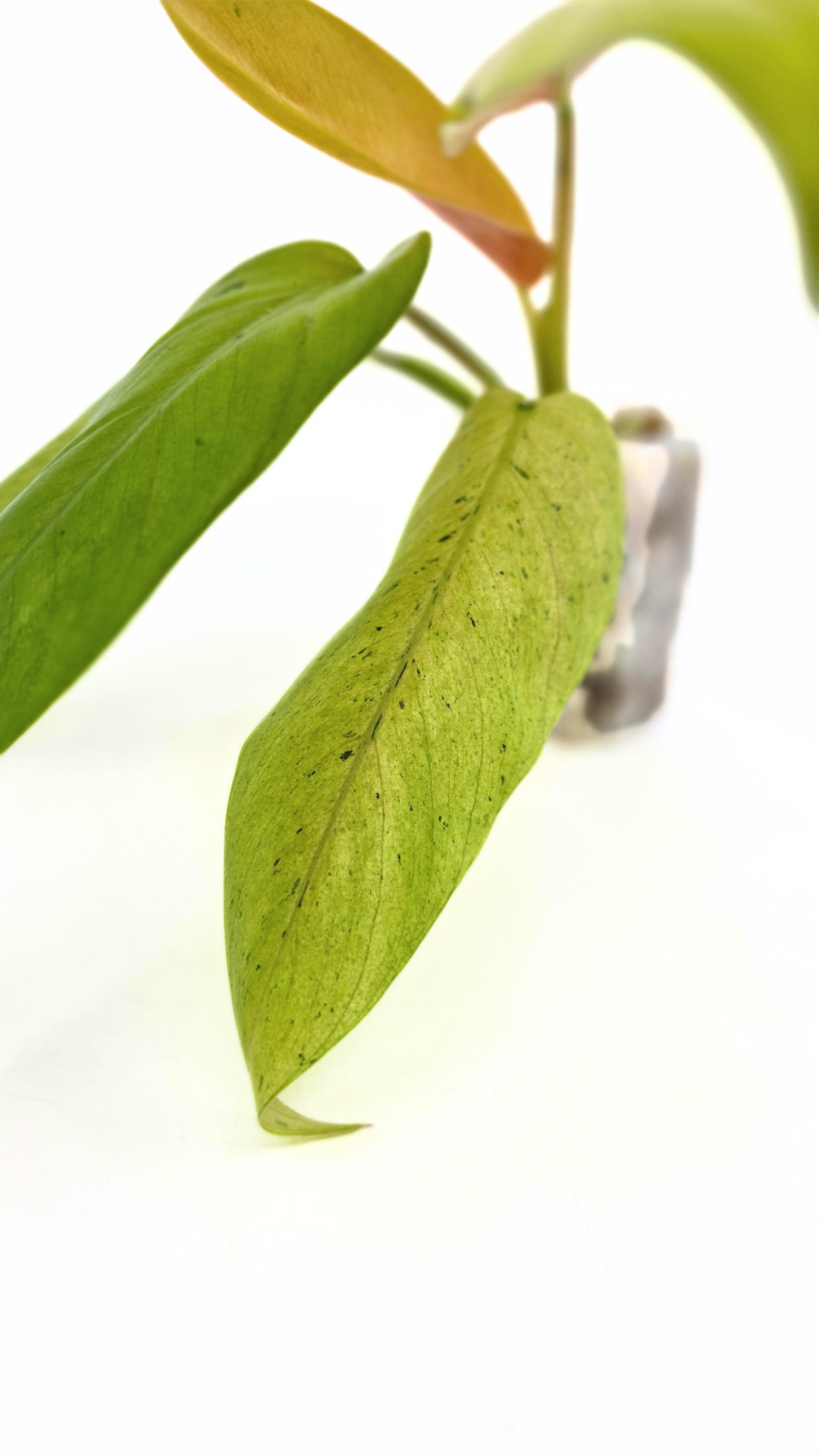 Rare indoor plant Philodendron Whipple Way available for sale at rare plant shop The Leaf Gallery in Perth, Western Australia