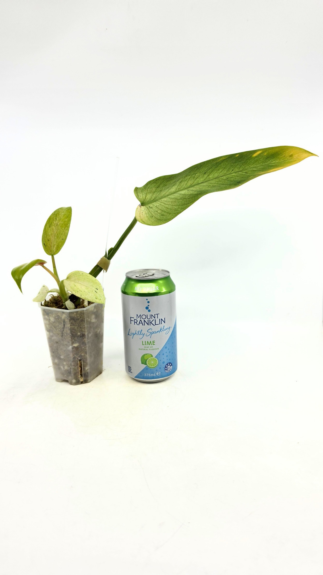 Rare indoor plant Philodendron Whipple Way available for sale at rare plant shop The Leaf Gallery in Perth, Western Australia
