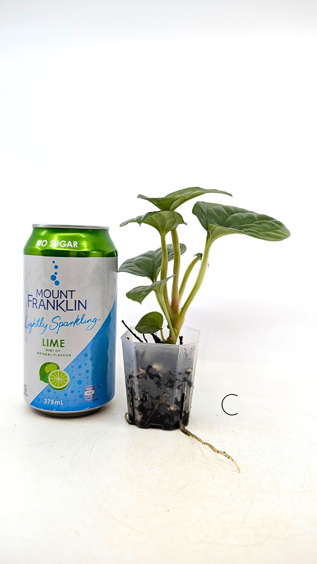 Rare indoor plant Anthurium Luxurians available for sale at rare house plant shop The Leaf Gallery in Perth, Western Australia