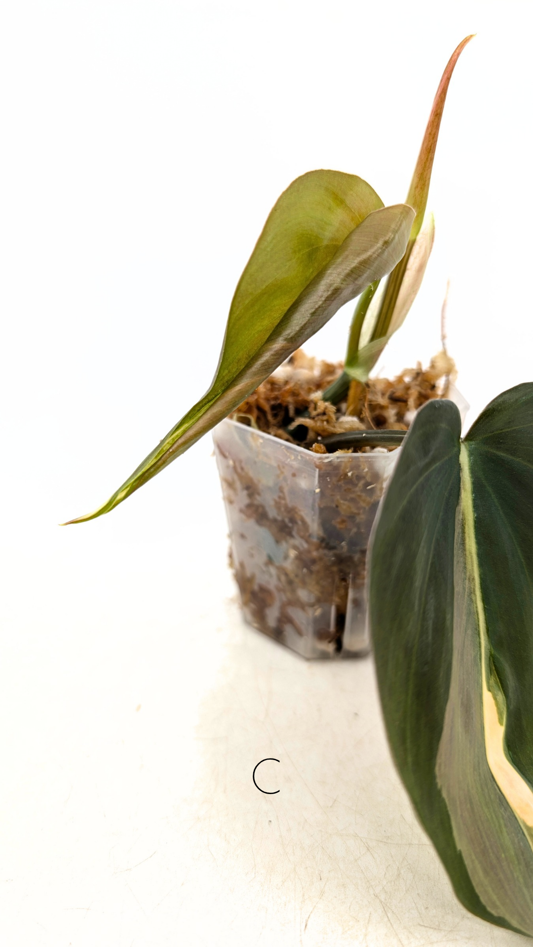 Rare plant Philodendron Rio available for sale at rare plant shop The Leaf gallery in Perth, Western Australia