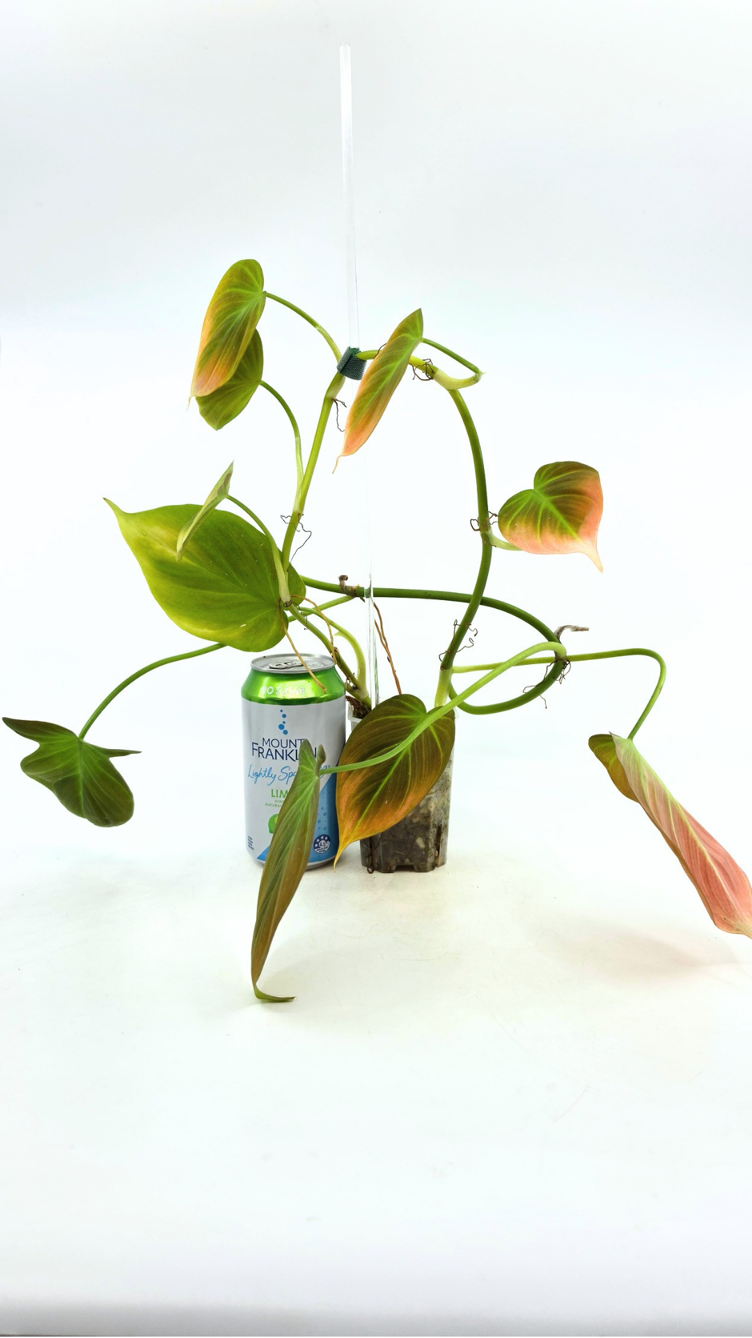 Uncommon indoor plant Philodendron Camposportoanum available for sale at rare house plant shop The Leaf Gallery in Perth, Western Australia