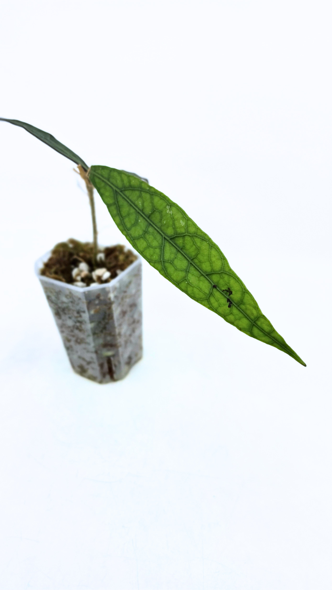 Rare Wax Plant Hoya Clemensiorum available for sale at rare house plant shop The Leaf Gallery in Perth, Western Australia