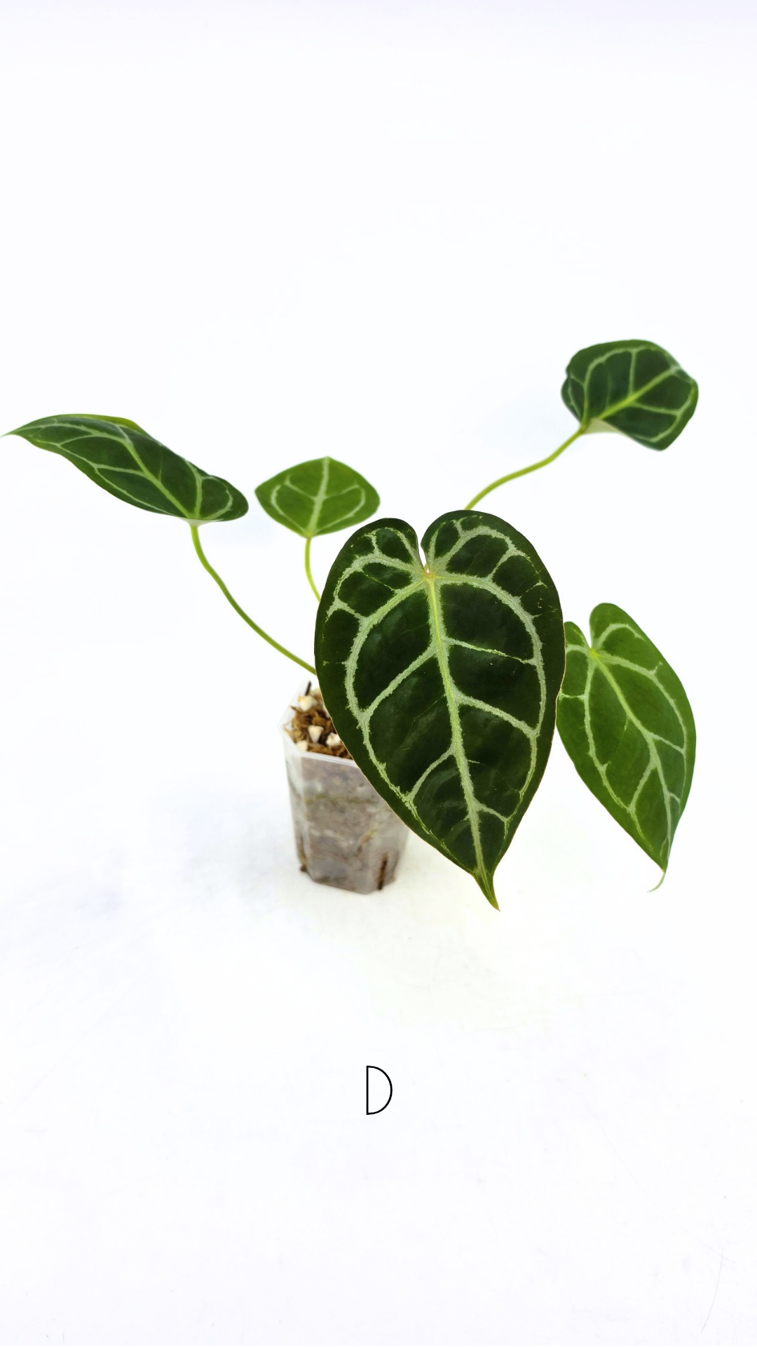 Rare anthurium hybrid Anthurium Dark Forgetii x Bessae Aff X Anthurium Michelle by The Leaf Gallery in Perth, Western Australia