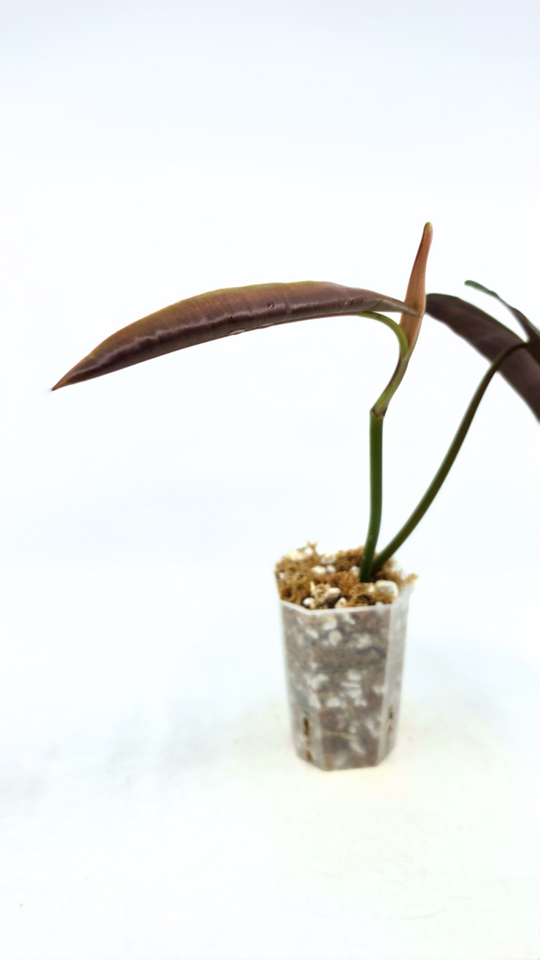 Rare indoor plant Philodendron Black Billitiae (philodendron atabapoense x philodendron billietiae) available for sale at rare house plant shop The Leaf Gallery in Perth, Western Australia