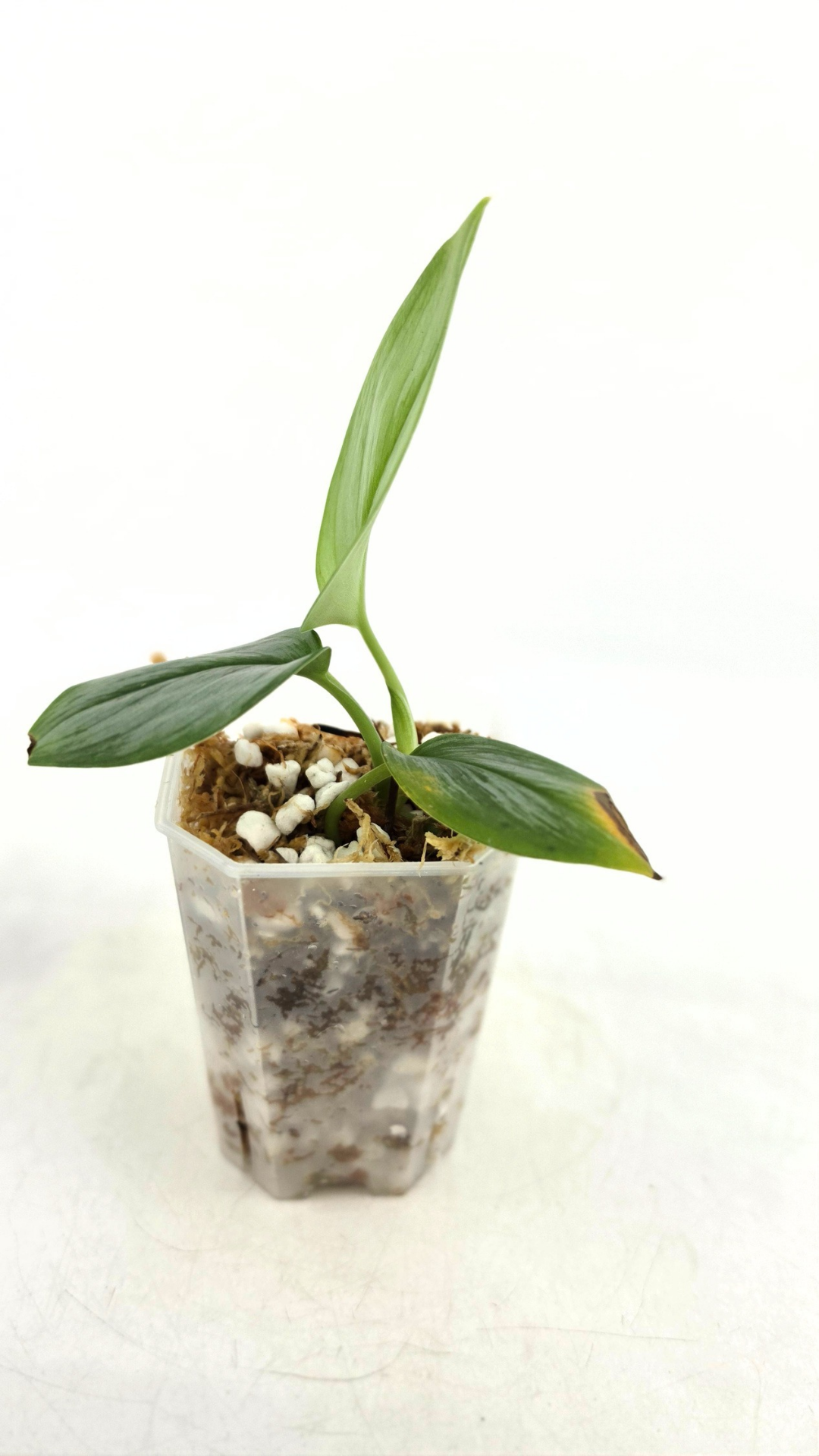 Rare indoor plant Scindapsus Treubii Moonlight available for sale at rare house plant shop The Leaf Gallery in Perth, Western Australia