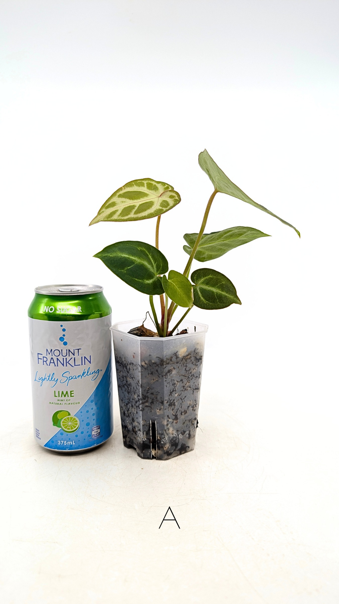 Rare indoor plant Anthurium Magnificum available for sale at rare house plant shop The Leaf Gallery in Perth, Western Australia