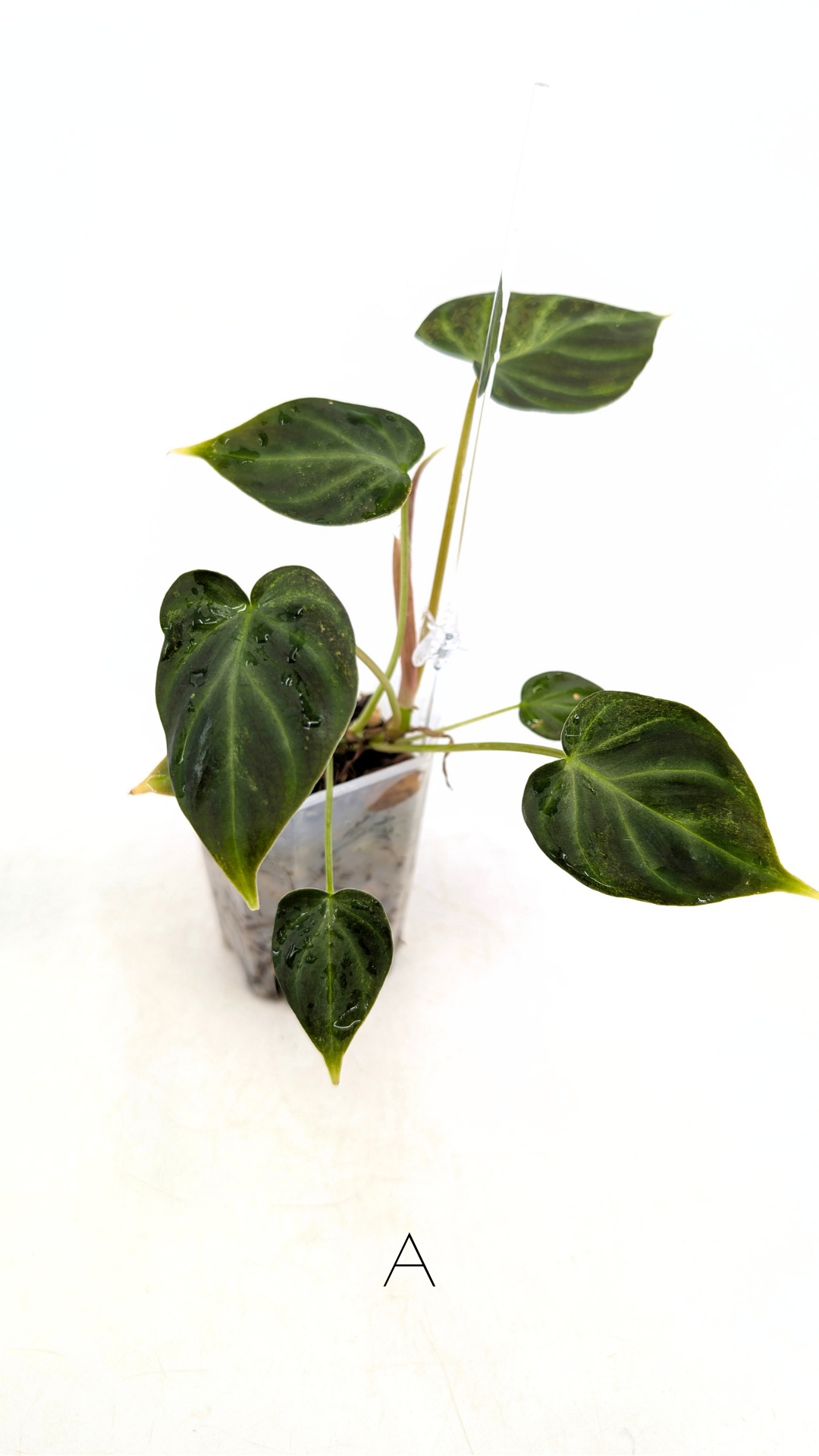Rare indoor plant Philodendron Verrucusom Mint Variegated available for sale at rare house plant shop The Leaf Gallery in Perth, Western Australia