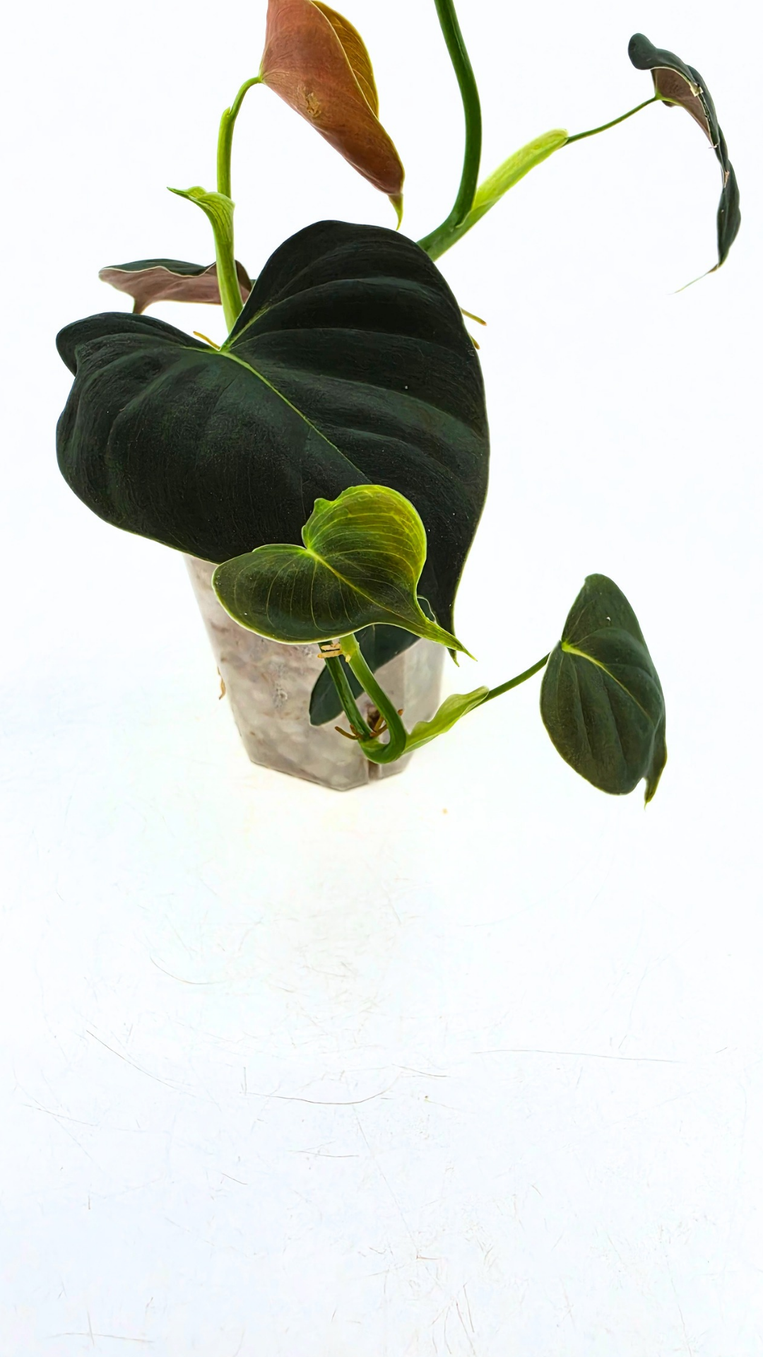 Rare indoor plant Philodendron Lupinum available for sale at rare house plant shop The Leaf Gallery in Perth, Western Australia