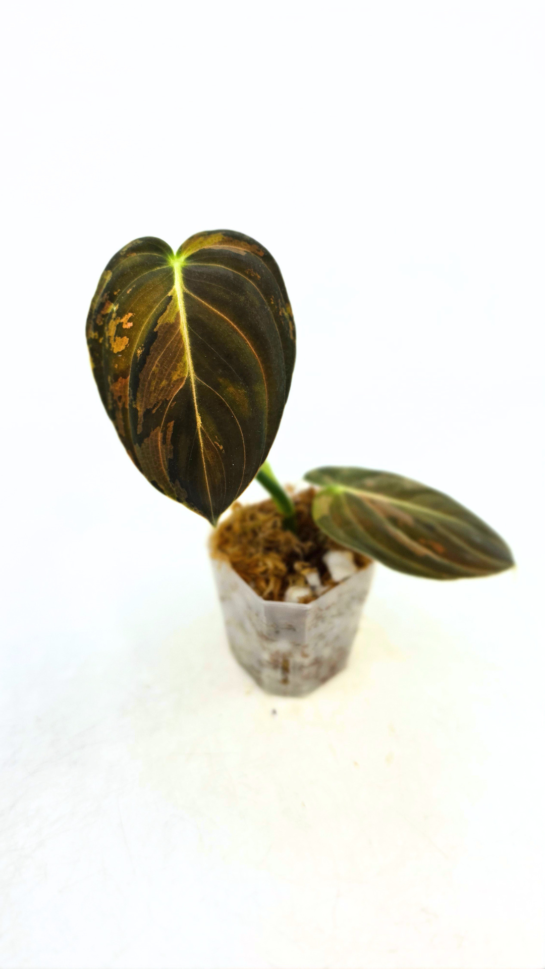 Rare plant Philodendron Melanochrysum Varigated available for sale at rare plant shop The Leaf Gallery in Perth, Western Australia