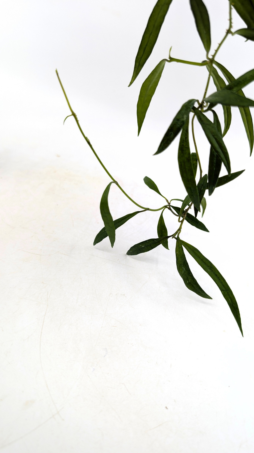 Uncommon waxplant Hoya Pauciflora available for sale at rare indoor plan shop The Leaf Gallery in Perth, Western Australia