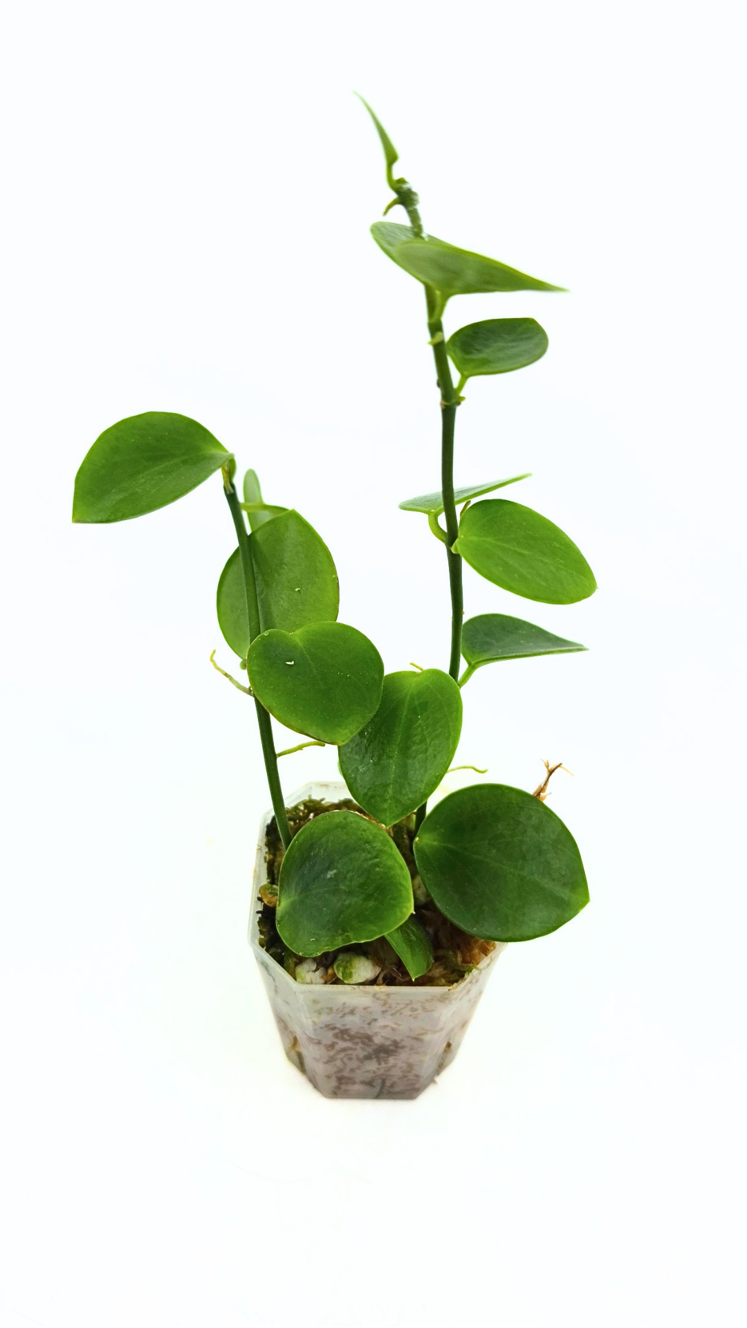 Rare waxplant Hoya Collina Biak Irian Jaya IML1187 available for sale at rare indoor plant shop The Leaf Gallery in Perth, Western Australia