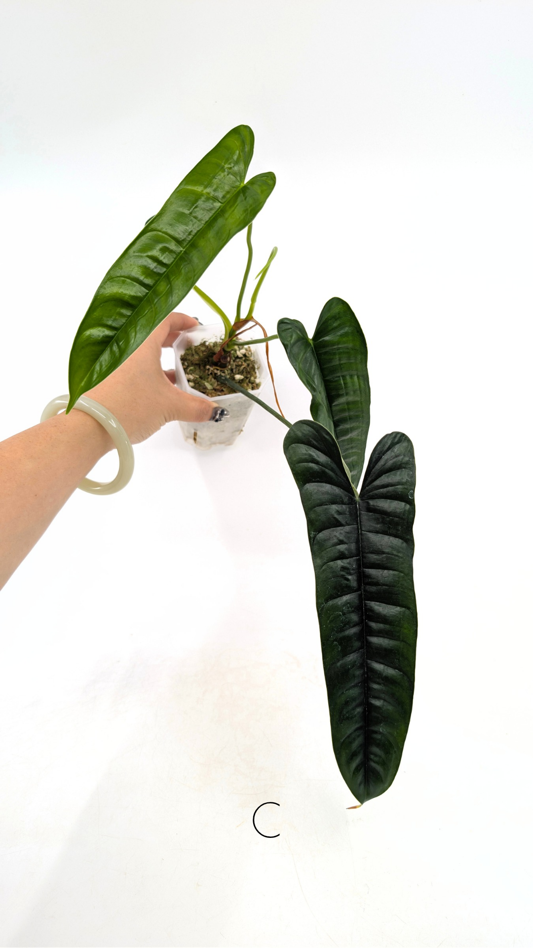 Rare indoor plant Philodendron Felix available for sale at rare house plant shop The Leaf Gallery in Perth, Western Australia