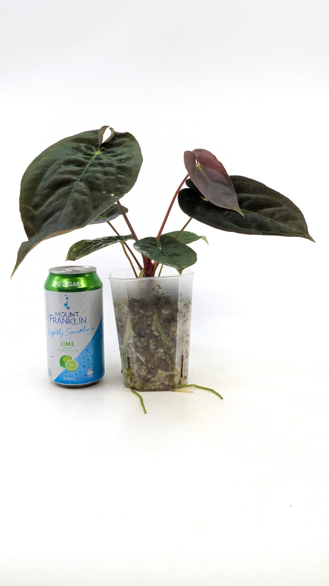 Rare indoor plant Anthurium Papillilaminum pure clone available from rare house plant shop The Leaf Gallery in Perth, Western Australia