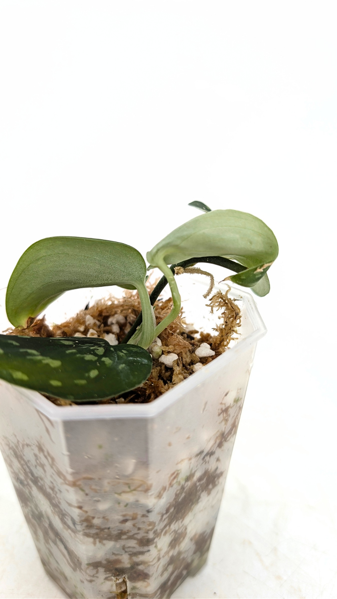 Rare indoor plant Scindapsus Pictus Haask Snake Scale Available for sale at rare plant shop The Leaf Gallery in Perth, Western Australia