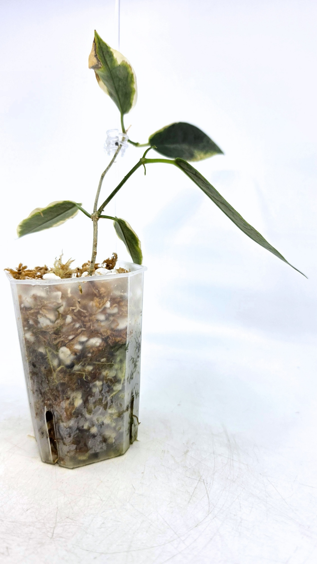 Rare waxplant Hoya Archboldiana Albomarginata available for sale at rare indoor plant shop The Leaf Gallery in Perth, Western Australia