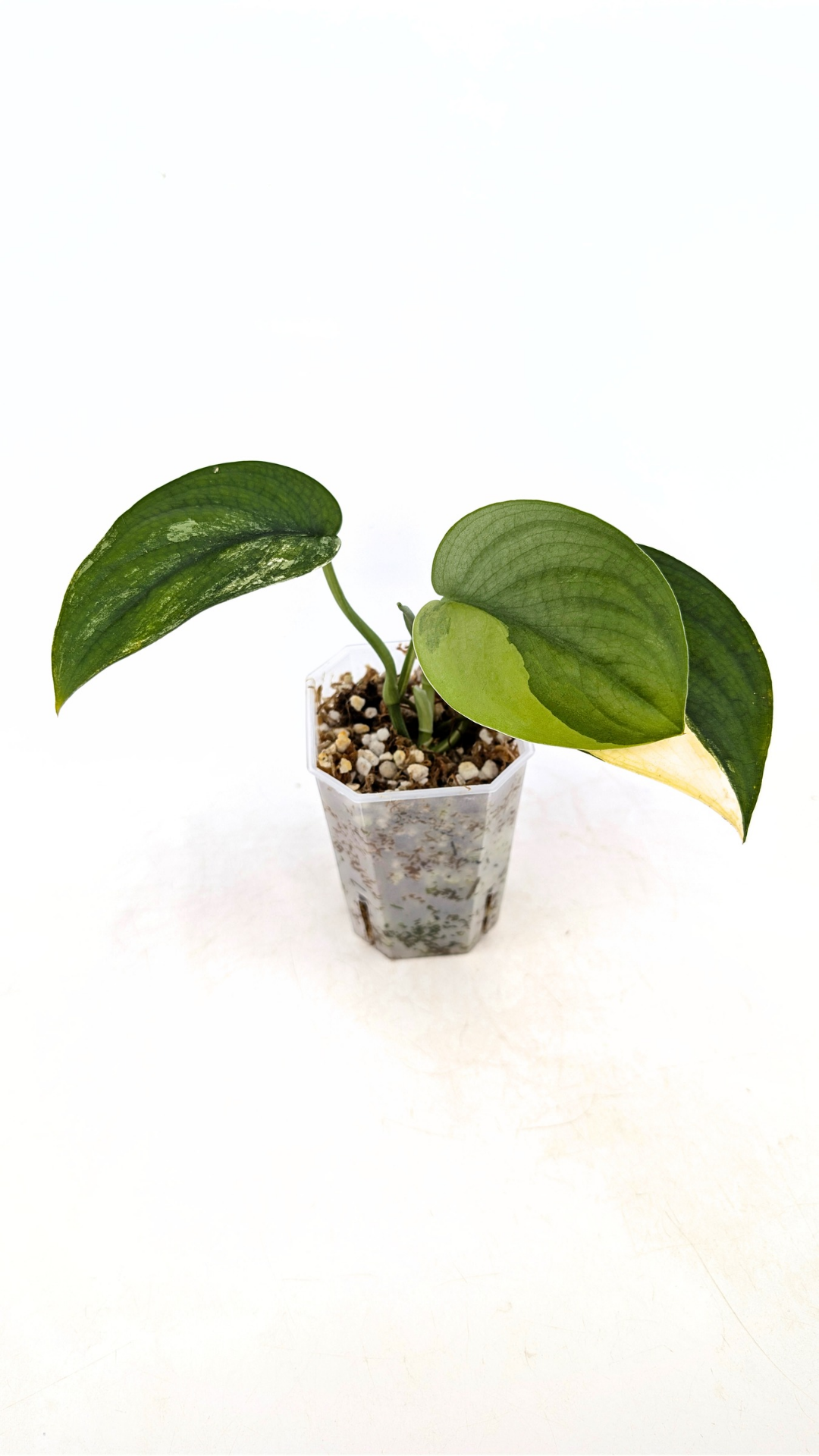 Rare house plant Scindapsus Jade Satin Aurea Variegated available for sale at rare indoor plant shop The Leaf Gallery in Perth, Western Australia