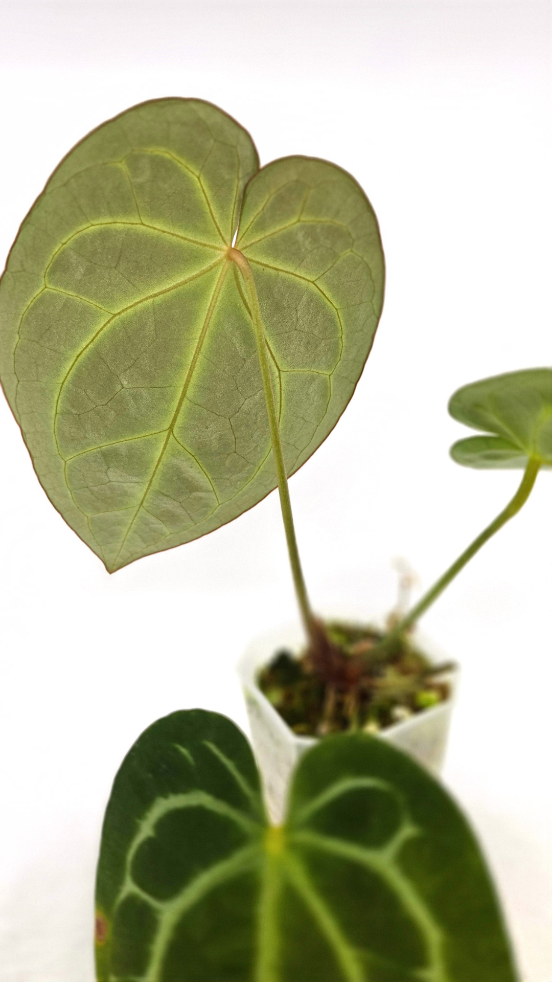 Rare indoor plant Anthurium Crystallinum X Magnificum available for sale at rare house plant shop the Leaf Gallery in Perth, Western Australia