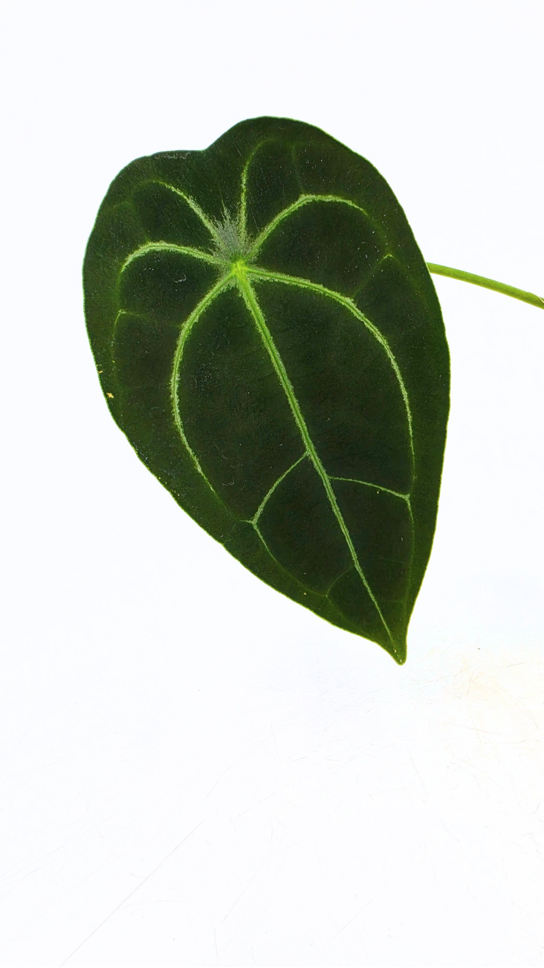 Rare indoor plant Anthurium SKG Silver with Anthurium Forgetii hybrid available at rare plant shop The Leaf Gallery in Perth, Western Australia
