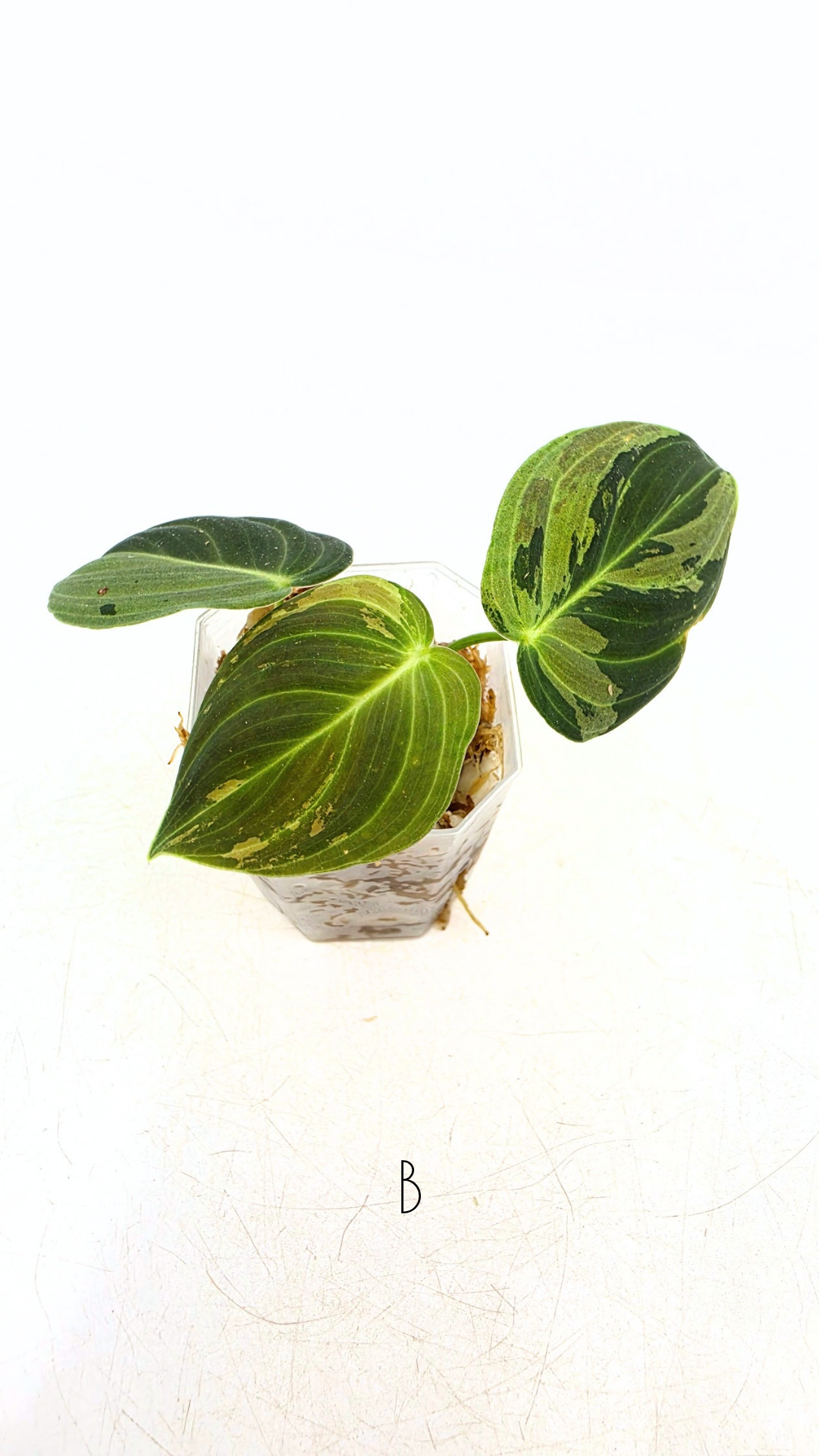 Rare plant Philodendron Melanochrysum Varigated available for sale at rare plant shop The Leaf Gallery in Perth, Western Australia