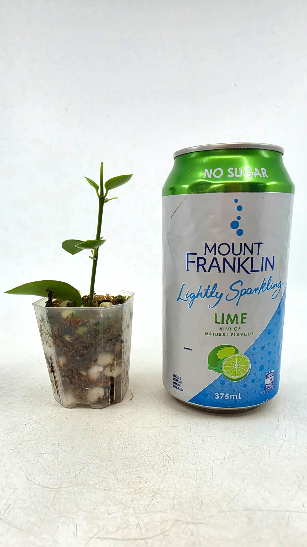 Rare waxplant Hoya Collina Biak Irian Jaya IML1187 available for sale at rare indoor plant shop The Leaf Gallery in Perth, Western Australia