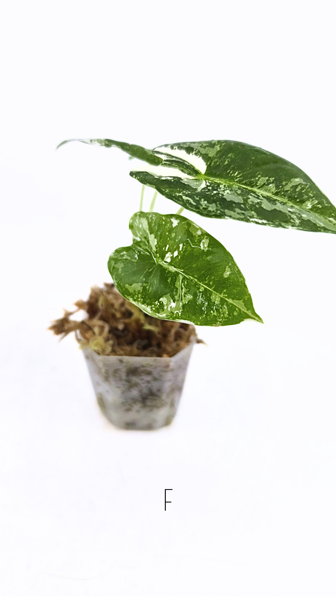 Rare indoor plant Alocasia Frydek Variegated available for sale at rare house plant shop The Leaf Gallery in Perth, Western Australia