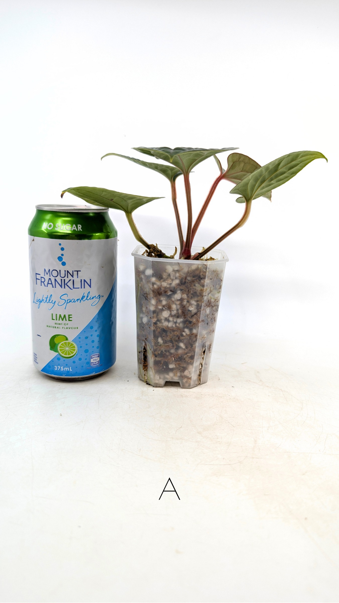 Rare indoor plant Anthurium Luxurians available for sale at rare house plant shop The Leaf Gallery in Perth, Western Australia